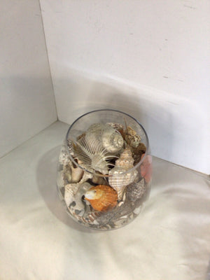Multi-Color Shells Terrarium