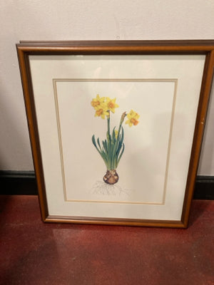 Botanical Yellow/White Daffodils Numbered Framed Art