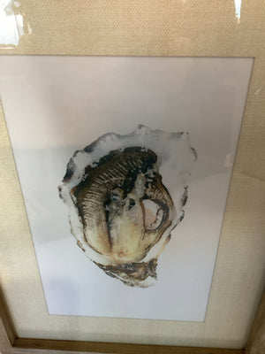 White/Gray Oyster Shell Framed Art