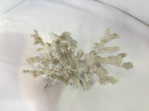 White Coral Figurine