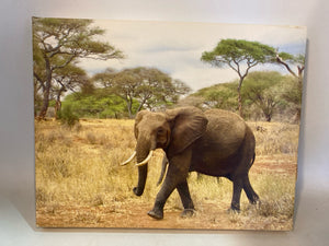 African Tan/green Elephant Stretch Canvas